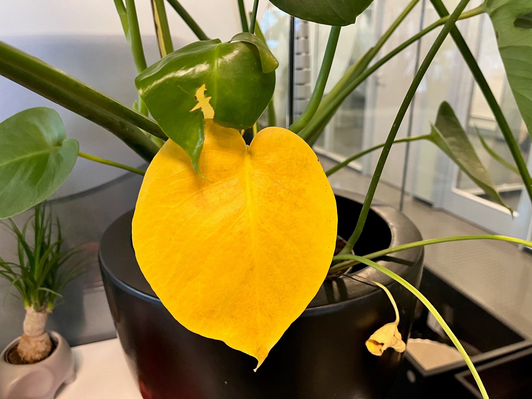 Gul blader Monstera
